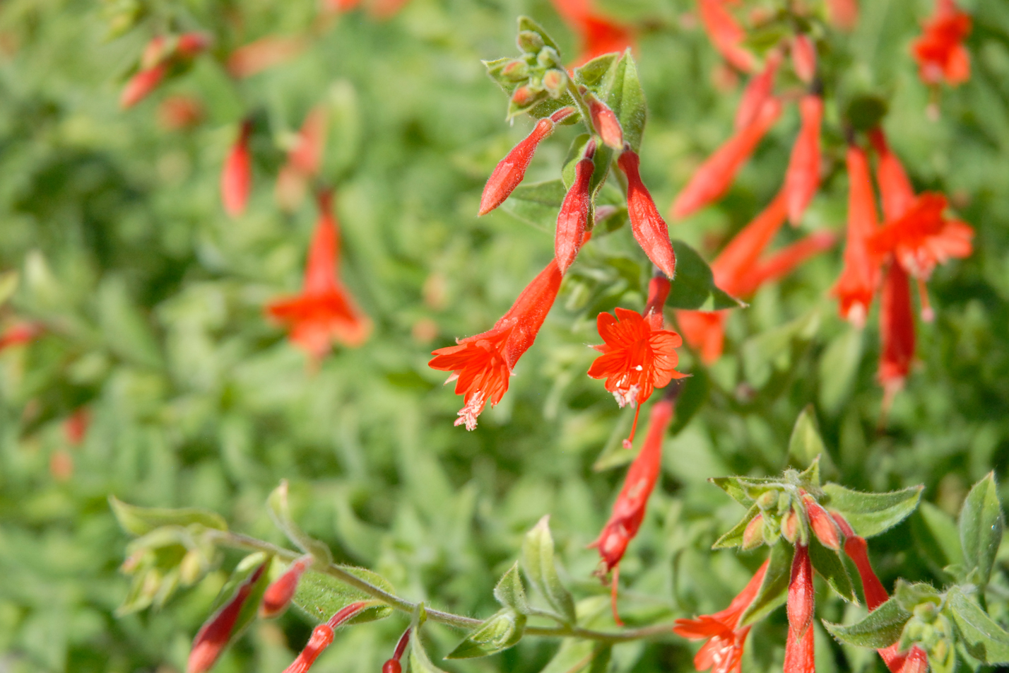 Orange Carpet Hummingbird Trumpet